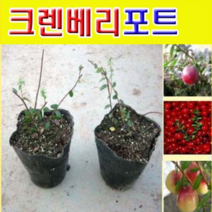 (D소망)크렌베리묘목(실생2년 포트) 2그루