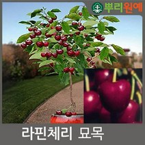 체리나무 묘목 타이톤체리나무 2년생 봄에 심을만한 묘목 ys