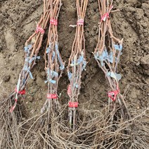 (청농원 ) 포도나무 묘목 샤인머스켓 묘목 1년생 접목노지묘 2주