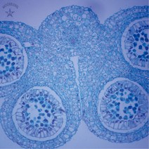영구프레파라트/감수분열(식물)