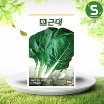 솔림텃밭몰 근대씨앗 10g 근대 씨앗 종자, 1개