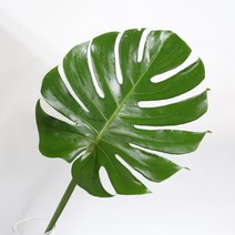 몬스테라(1단에 5장) 생화택배 (고속터미널꽃시장 직배송) 꽃예꽃, 며칠 기다렸다가 꽃 입고 되는대로 발송, 금~일요일 구매시 (화요일 도착)