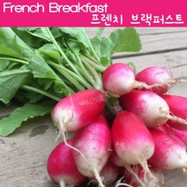 래디시키우기 프렌치 브랙퍼스트 French Breakfast Radish 학습용자료