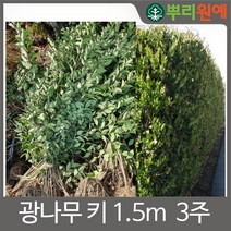 광나무 키 1.5m 3주 울타리나무 조경공사