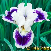 미국 아이리스 숙근(리베팅)화분용