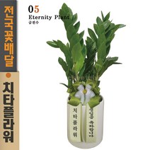 치타플라워 금전수 공기정화식물 축하 화분 [CTdon04-02] 개업 축하 승진 영전 이사 집들이 전국 당일 꽃배달 서비스