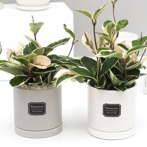 아침향기 공기정화식물 무광원형화분 호야, 1개, (무광원형)화이트=호야