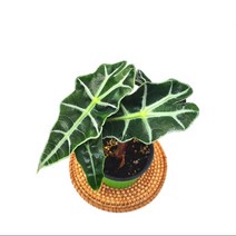 소예방 거북알로카시아