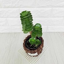 녹비단 (라탄화분포함) 녹비단키우기 다육식물 실내공기정화식물, 와이엔케이더밸류 본상품선택