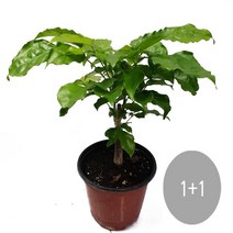 트리앤 1+1 대박나무 녹보수 나무 공기정화식물