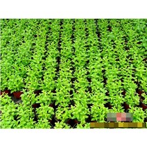 허브(Herb)/채소식물 페퍼민트 화분모종 5개 (L0285)