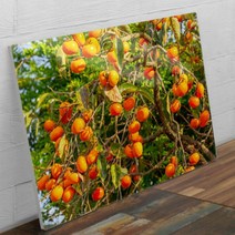 tl320-폼아크릴액자78CmX56Cm_잘익은풍수감나무