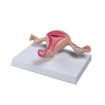 건강한 자궁모형 L261/위치별 명칭이 나와 있는 카드 포함/무게 약460g