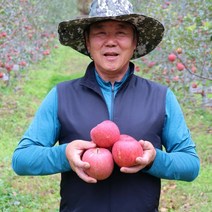봉화[친정사과]춘양 고랭지 산지직송 고당도 부사 햇 꿀사과, 정품10kg대과(24과-30과)