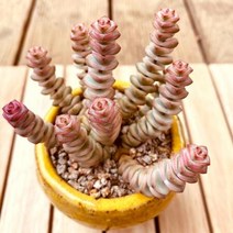 루페스트리금 키우기 쉬운 다육 식물 화분별도1-70 랜덤, 단품