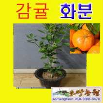 (D소망)귤나무(감귤)묘목 7치화분 1그루