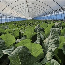 유기농 케일 신선초 주스용 즙용 1kg 2kg 무농약 채소 농장 녹즙, 즙용 케일 5kg