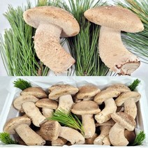 송이버섯(송향버섯) 송화버섯 송고버섯 무농약 오전12시전주문시 내일도착(주말 및 공휴일 제외), 1박스, 선물용(상품)500g