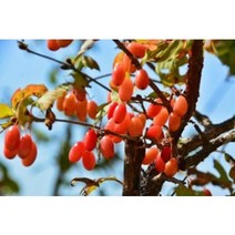 산수유열매건재 100g #산수유열매#산수유효능 #산수유효과 #산수유재배