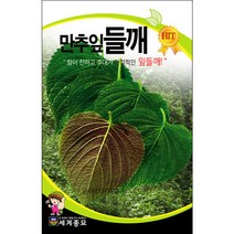 만추잎 씨앗 캣잎 들깨 쌈채소 종자 씨 야채 1000알