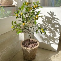 그루 금귤나무 중형 빈티지토분, 1.리본 안함, 2. 받침 추가, 1. 팻말 안함, 1개