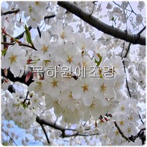 목하원예조경 벚나무 묘목 산벚나무 묘목 (1년생특묘)