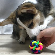 소형견 물어오기장난감 던지기공 소리나는 치석예방
