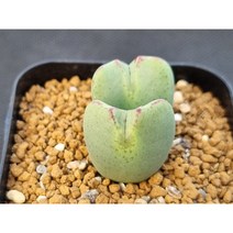 빌로붐 적화 화원(花園)(s1223)