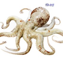 통영 자연산 생물 돌문어, 900g~1kg, 1봉