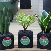 도자기랑나무랑 숯화분, 산세베리아, 1개, 1개
