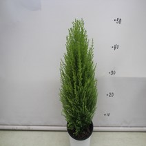 온누리농원 율마-중, 율마, 1, 1개