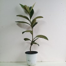 그린피아 비파나무 3년생, 1개, 1개