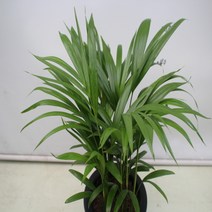 온누리농원 아래카야자-12, 아래카야자, 1, 1개