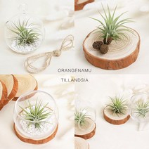 오렌지나무 공기정화식물 틸란드시아 1+1+1, 06_미니양동마그네틱