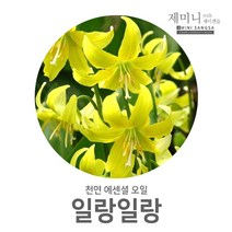 제미니상사 일랑일랑, 1개, 50ml