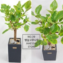 햇살농장 공기정화식물 인테리어 거실화분 개업화분 대형 화분 당일배송 가능(서울지역 경기일부지역 당일배송), 39.뱅갈고무나무, 1개