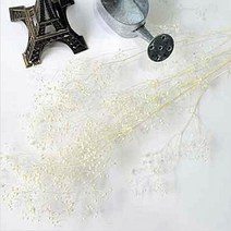 플라라 드라이플라워 프리저브드플라워 기획 모음, 15-23. 아이보리 안개