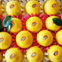 [대진작목반] 국내산 제주도 황금향 3kg, 1박스, 황금향 3kg(14-17과)