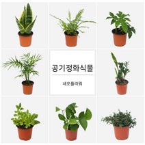 네오플라워 공기정화식물 꽃화분 허브, H23.코리아민트, 1개