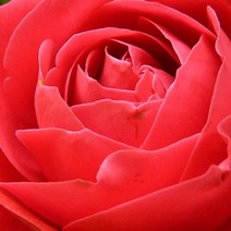 [엔피솝] 캔들향오일 21종 DIY 향수 디퓨저 비누 화장품만들기, 15.장미F.O_10ml