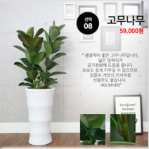 하트앤플라워 49 000원, 8_고무나무, 1개