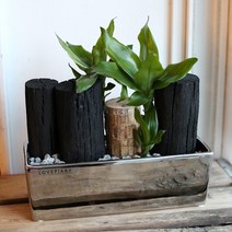 천연가습기 고급화기에 담긴 공기정화식물과 숯(L), 화이트화기에 담긴 천연가습기(L)