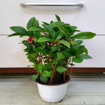 [용이네화원] 볼빨간 천냥금090 농원, 1개