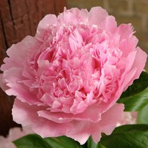 우리화훼종묘 작약 숙근(뿌리) - 엔젤 칙스, 1개