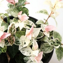 갑조네 오색마삭줄 소품 공기정화식물 생화 덩굴식물 행잉 벽걸이 인테리어, 1개