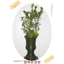 행복한정원 귤나무/온주밀감, 1개