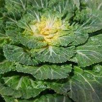 산정마을 국내산 진도 봄동, 봄동 2kg, 1박스
