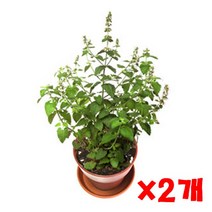 펫모닝 캣닙 화분재배세트 2개 캣닢키우기세트 고양이, 1