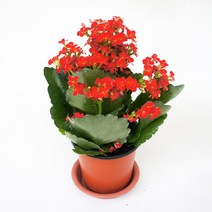 그린플랜트 꽃화분 꽃있는 식물 (색상품종랜덤), 카랑코에