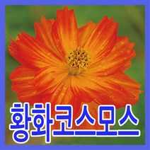 지엘파크 황화코스모스씨앗 1kg 약40평 야생화 개화기7~10월